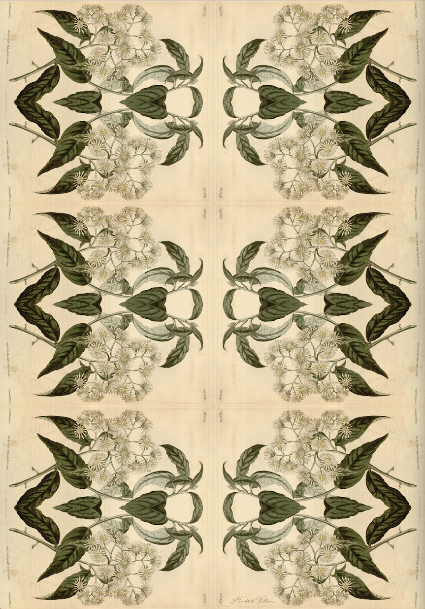 Wrapping Paper - botanical