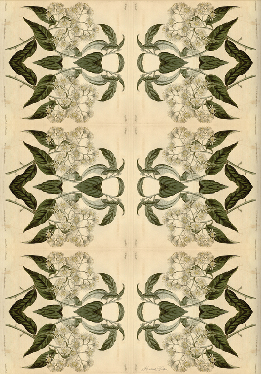 Wrapping Paper - botanical