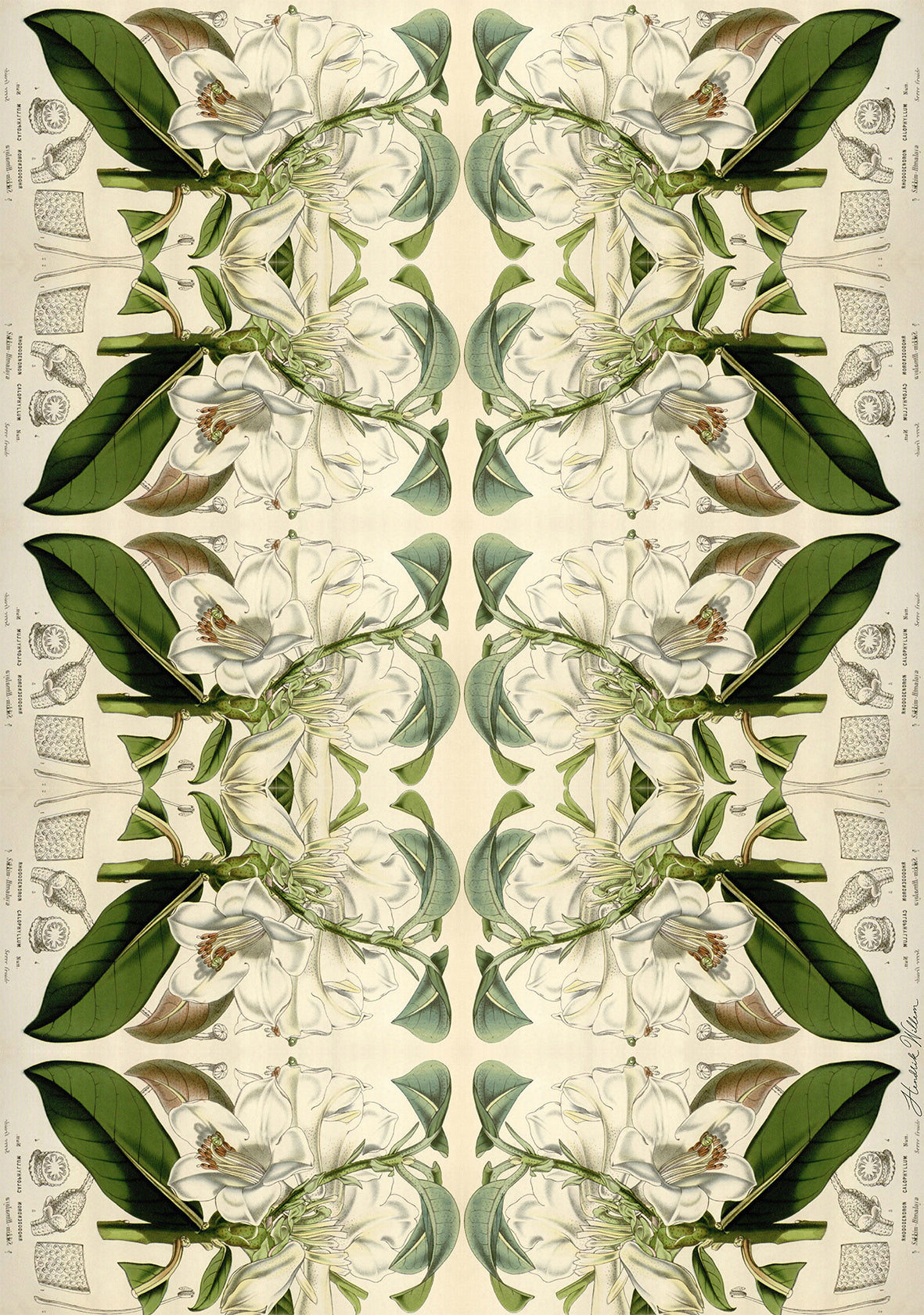 Wrapping Paper classic Botanicals