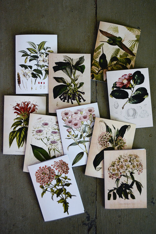 C6 Rectangular Cards - set of 10(Natural Collection)