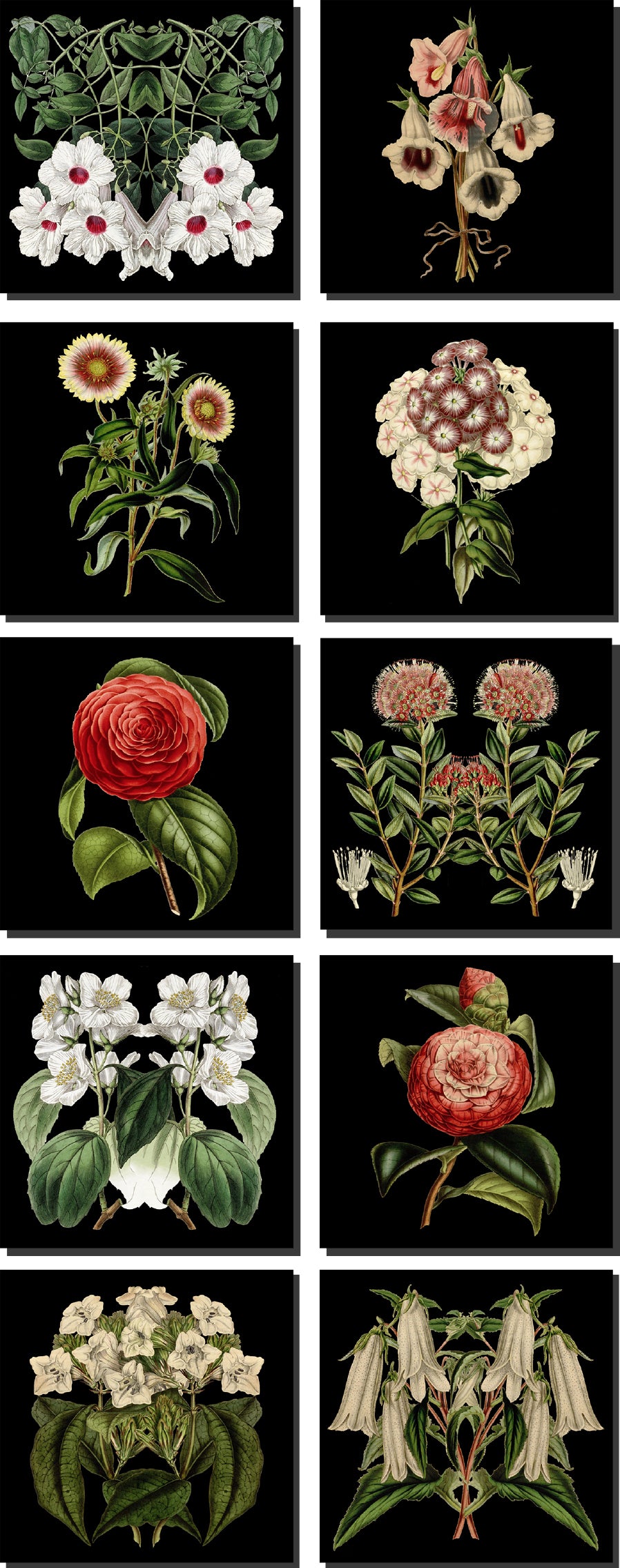 Square Cards - pack of 10 (Black Collection)