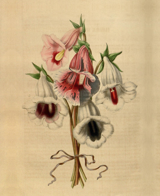 A5 Botanical Gift Bag