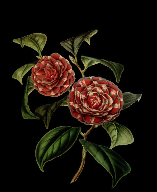 A5 Botanical Gift Bag