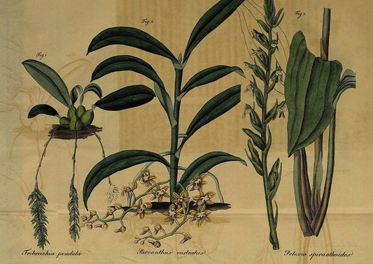 Disposable Placemats