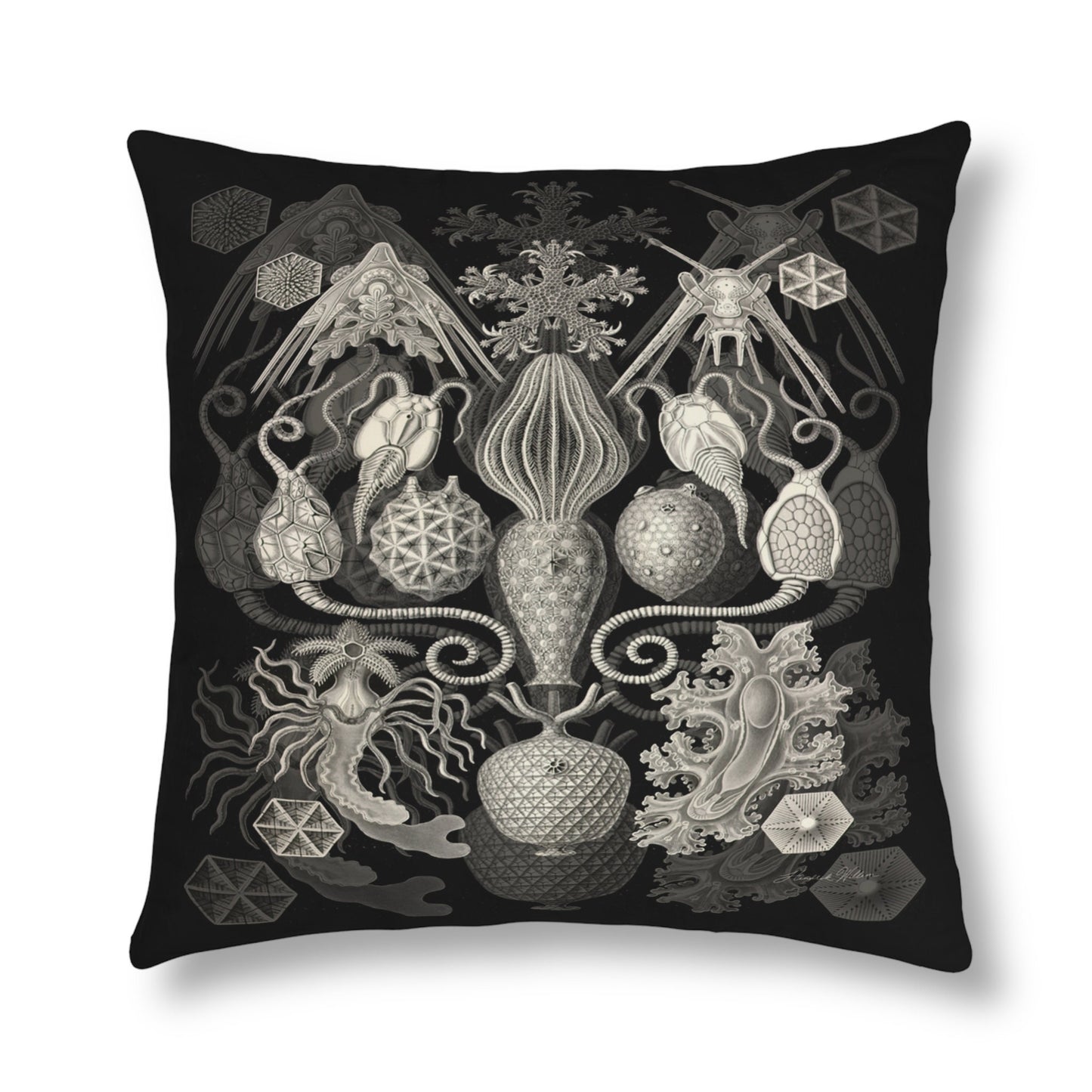 Ernest Haeckel Inspired Cushion