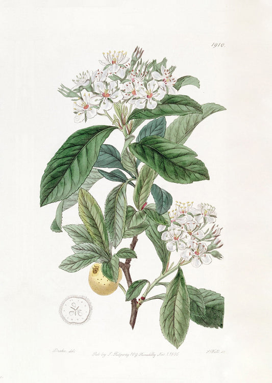 White Botanical Tea Towel